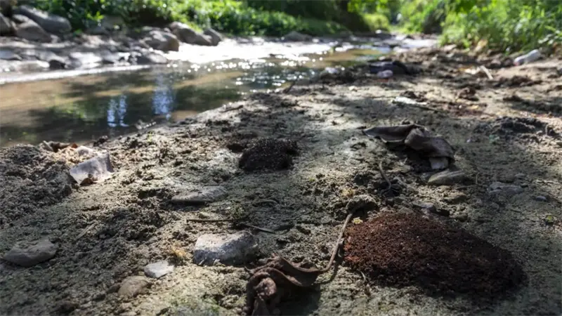 Río Tireo: Víctima de la depredación ambiental y zafacón de la agricultura