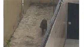 Denuncian perro abandonado bajo la lluvia en sector Arroyo Hondo