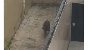 Denuncian perro abandonado bajo la lluvia en sector Arroyo Hondo