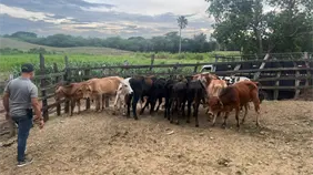 Policía Nacional recupera 34 becerros sustraídos mediante estafa en Nagua
