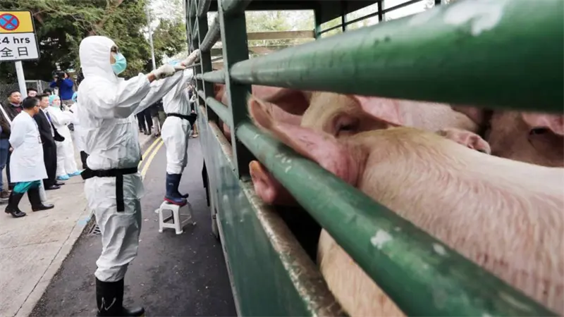Taiwán suspende exportaciones de carne de cerdo tras detectar un brote de peste porcina