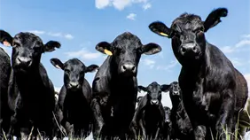 Trump pide a los ganaderos bajar precios en medio de polémica por importar carne argentina