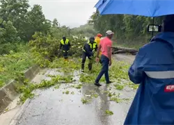 Árbol cae en la carretera Barahona tras lluvias provocadas por la tormenta Melissa