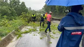 Árbol cae en la carretera Barahona tras lluvias provocadas por la tormenta Melissa