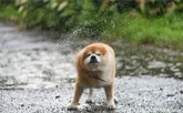 Tormentas y mascotas: ¿cómo proteger a tus animales durante un fenómeno natural?