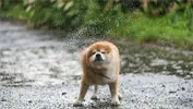 Tormentas y mascotas: ¿cómo proteger a tus animales durante un fenómeno natural?