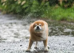 Tormentas y mascotas: ¿cómo proteger a tus animales durante un fenómeno natural?