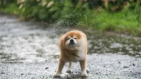 Tormentas y mascotas: ¿cómo proteger a tus animales durante un fenómeno natural?