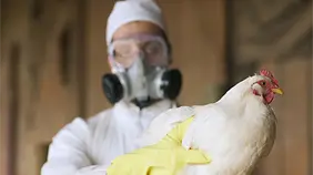 Un brote de gripe aviar obliga a sacrificar unos 150 mil animales en Alemania