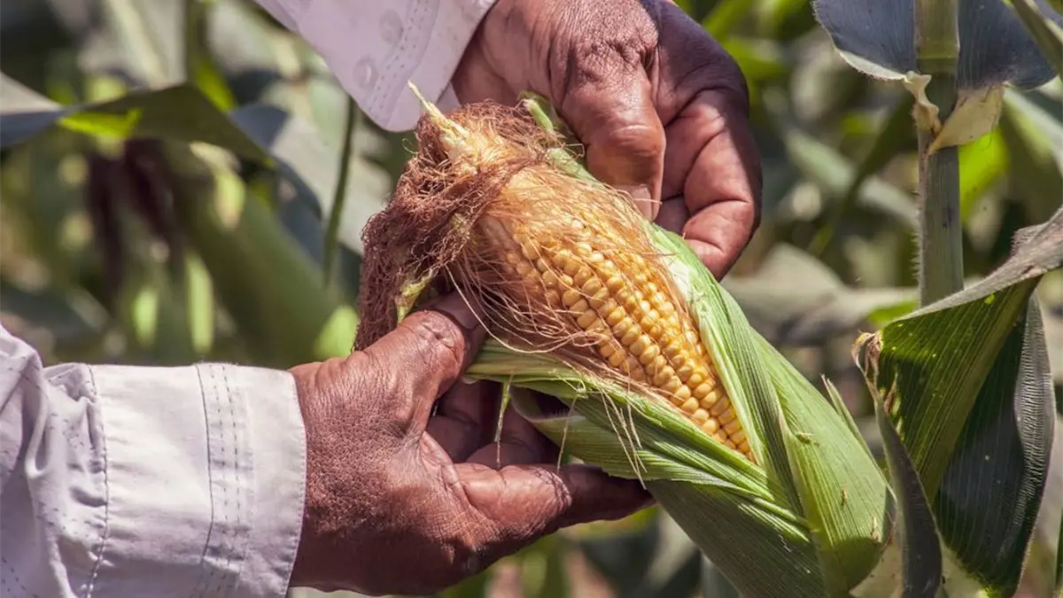 Agricultores mexicanos advierten bloqueos si Gobierno no fija precio de garantía del maíz