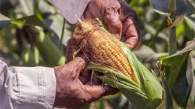 Agricultores mexicanos advierten bloqueos si Gobierno no fija precio de garantía del maíz