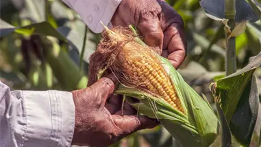 Agricultores mexicanos advierten bloqueos si Gobierno no fija precio de garantía del maíz