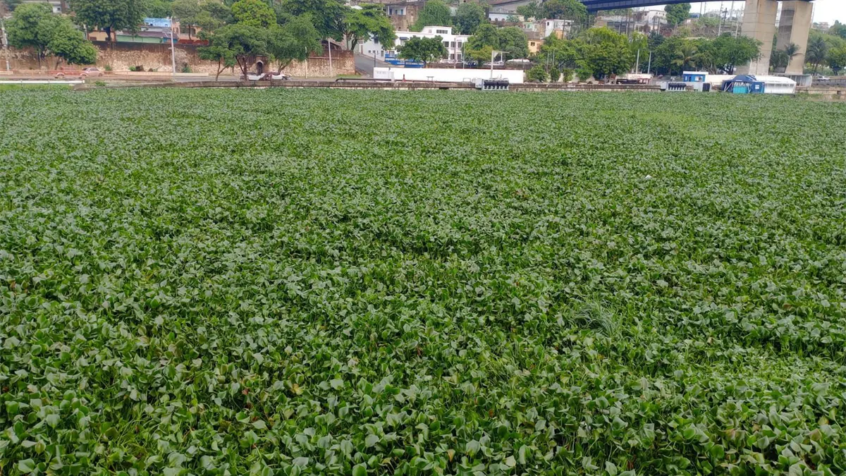 Obras Públicas informa cierre provisional del puente flotante