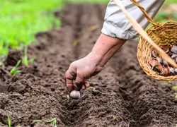 Agricultores insisten en que gobierno les pague lo adeudado