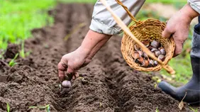 Agricultores insisten en que gobierno les pague lo adeudado