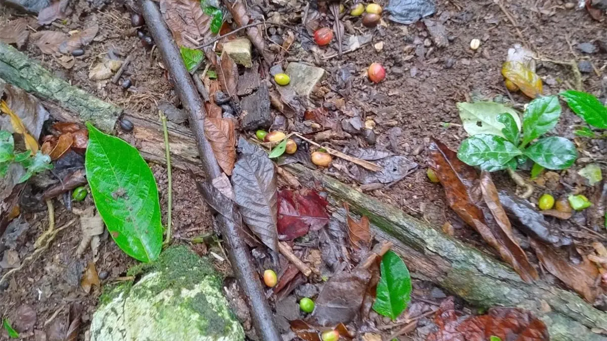 Productores de café en Polo Barahona denuncian pérdidas por aguaceros tras el paso de la tormenta Melissa