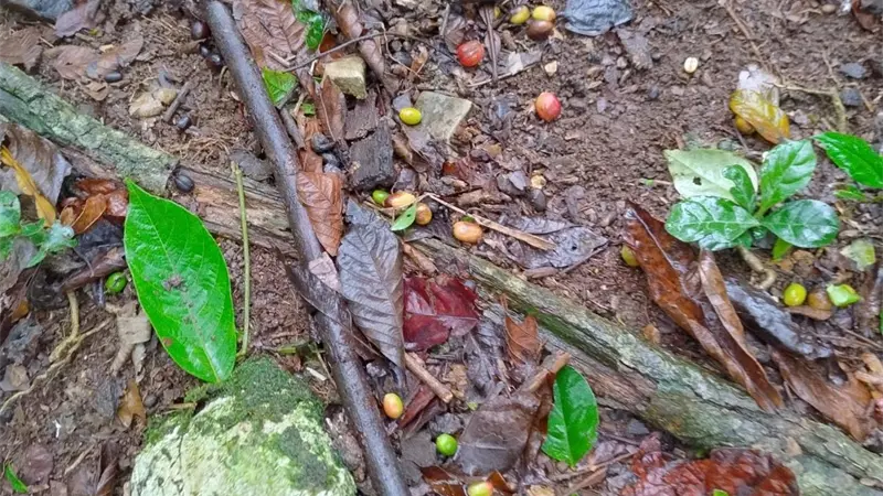 Productores de café en Polo Barahona denuncian pérdidas por aguaceros tras el paso de la tormenta Melissa