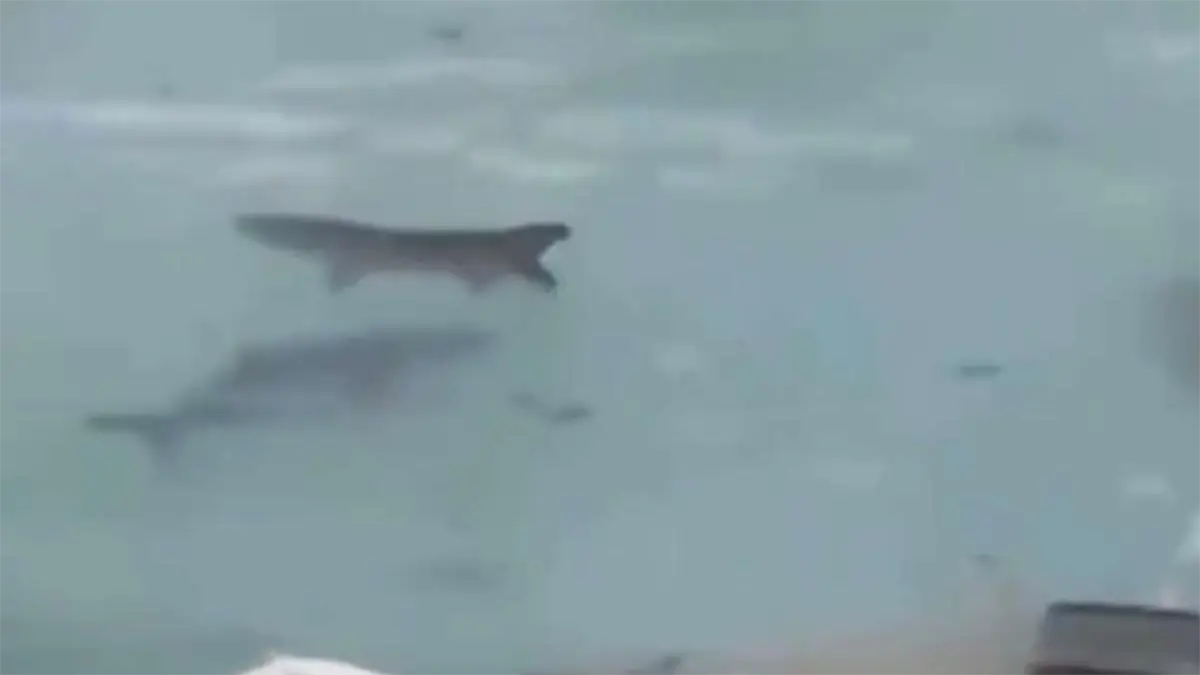 No son tiburones en una piscina tras el paso del huracán Melissa por Jamaica, es IA