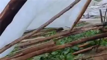 Vientos derriban estructura de invernadero en Constanza 