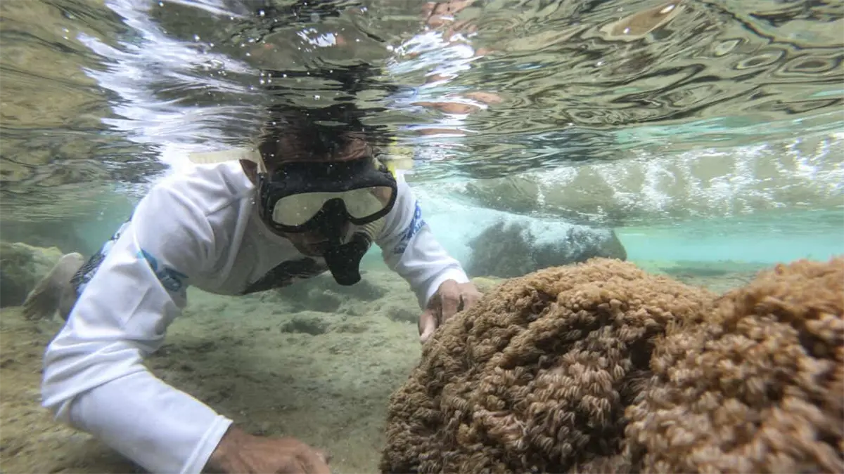 Científicos venezolanos identifican especies marinas afectadas por un coral invasor
