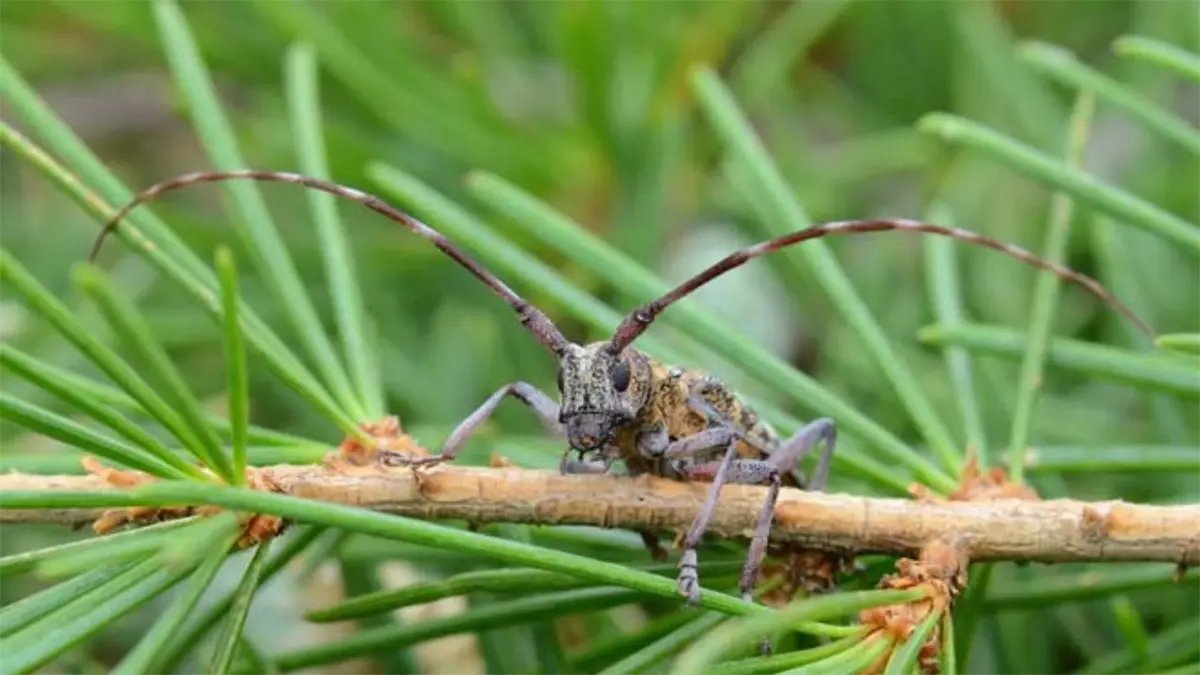 Plaga del nematodo del pino