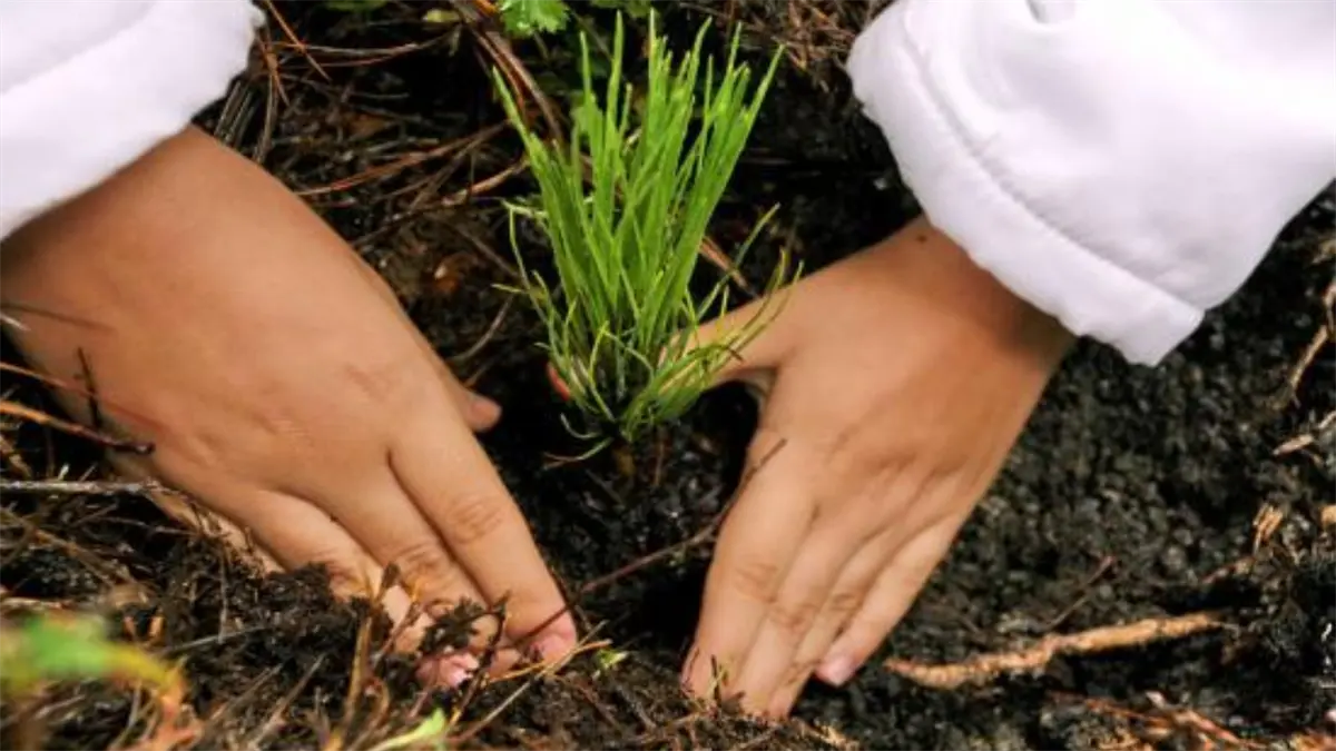 Perú promueve plantaciones forestales para captar inversiones y producir madera legal