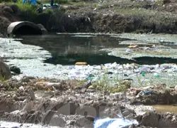 Alerta en La Zurza y La Agustinita por proliferación masiva de mosquitos