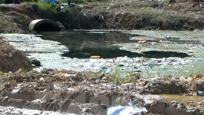 Alerta en La Zurza y La Agustinita por proliferaci&oacute;n masiva de mosquitos