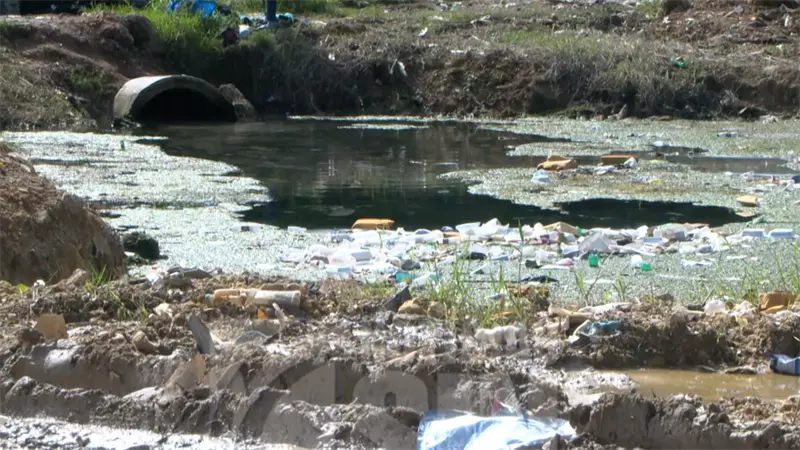 Alerta en La Zurza y La Agustinita por proliferación masiva de mosquitos