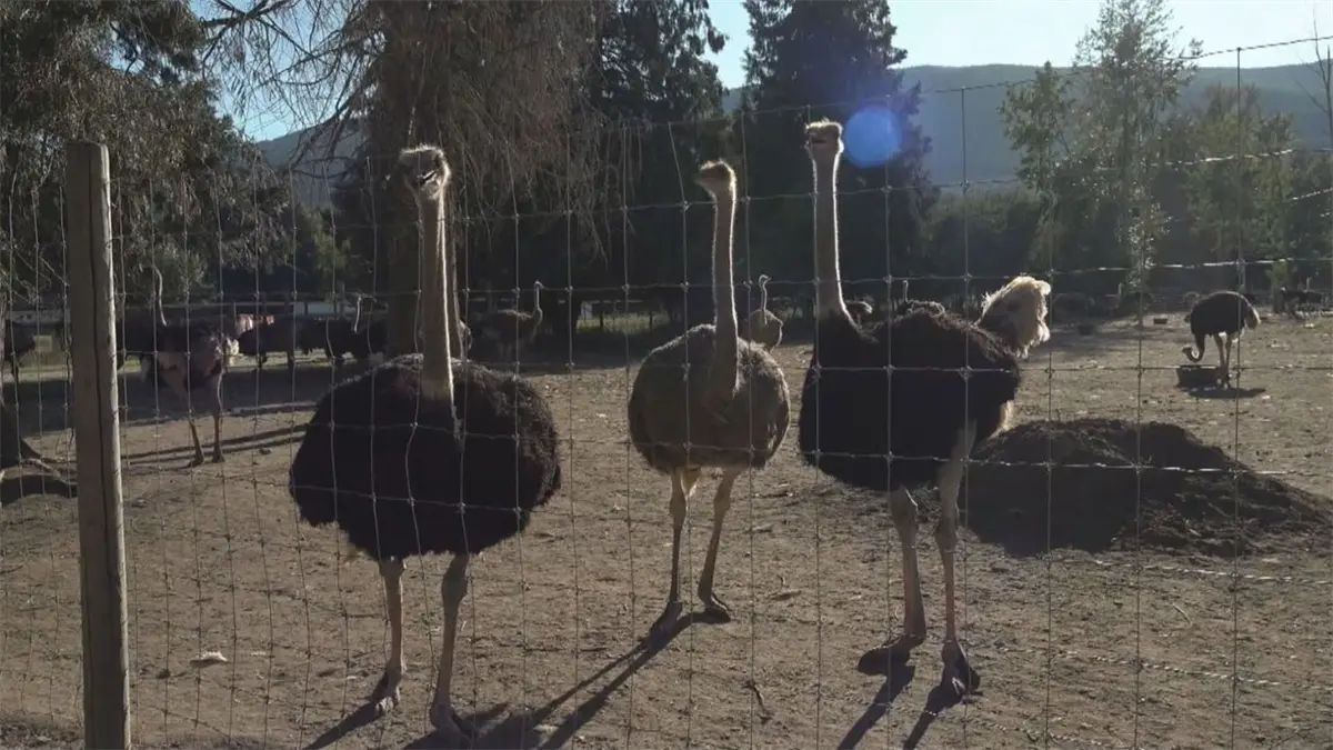 Autoridades canadienses sacrificaron unas 300 avestruces en una granja del oeste del país tras detectarse un brote de gripe aviar, pese a la resistencia de activistas y el apoyo de figuras políticas estadounidenses.