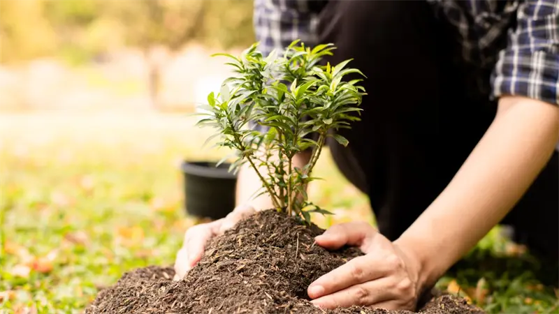 Gobierno de Venezuela planta unas 32,000 especies forestales y frutales para reforestación