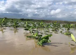 Víveres suben de precio por efectos de Melissa en agricultura