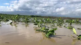 Víveres suben de precio por efectos de Melissa en agricultura