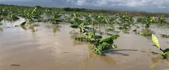 Víveres suben de precio por efectos de Melissa en agricultura