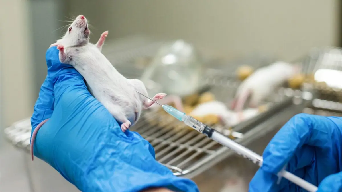 Un compuesto probado en ratones reduce el consumo de alcohol y las ganas de beber