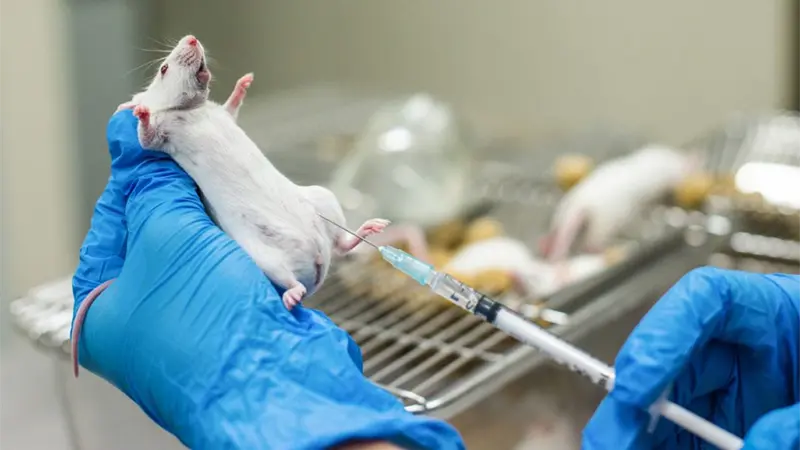 Un compuesto probado en ratones reduce el consumo de alcohol y las ganas de beber