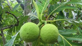 IIBI impulsa el "Buen Pan", fruto con potencial para la seguridad alimentaria dominicana