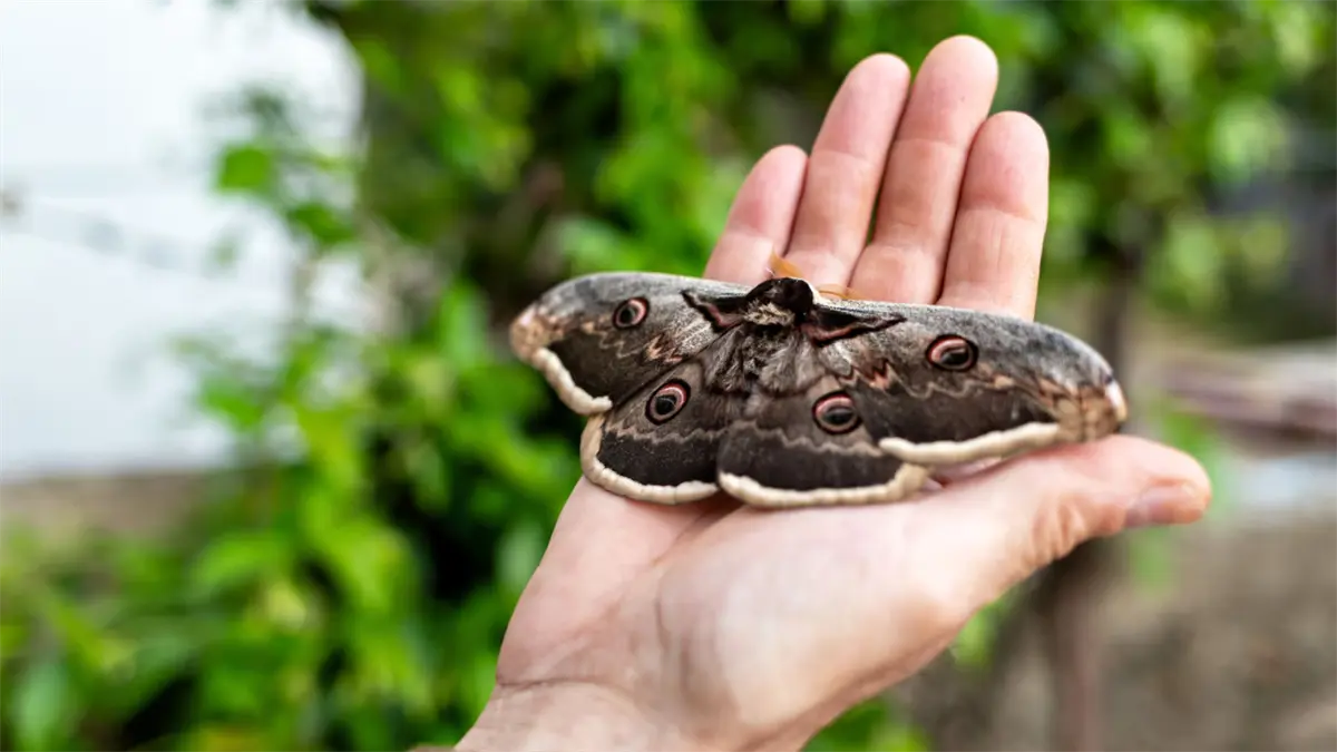 Descubren una nueva especie y una subespecie de polilla en tres áreas protegidas de Perú