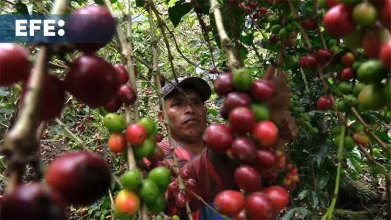 EEUU hará un anuncio relacionado con aranceles sobre el café y otros productos agrícolas