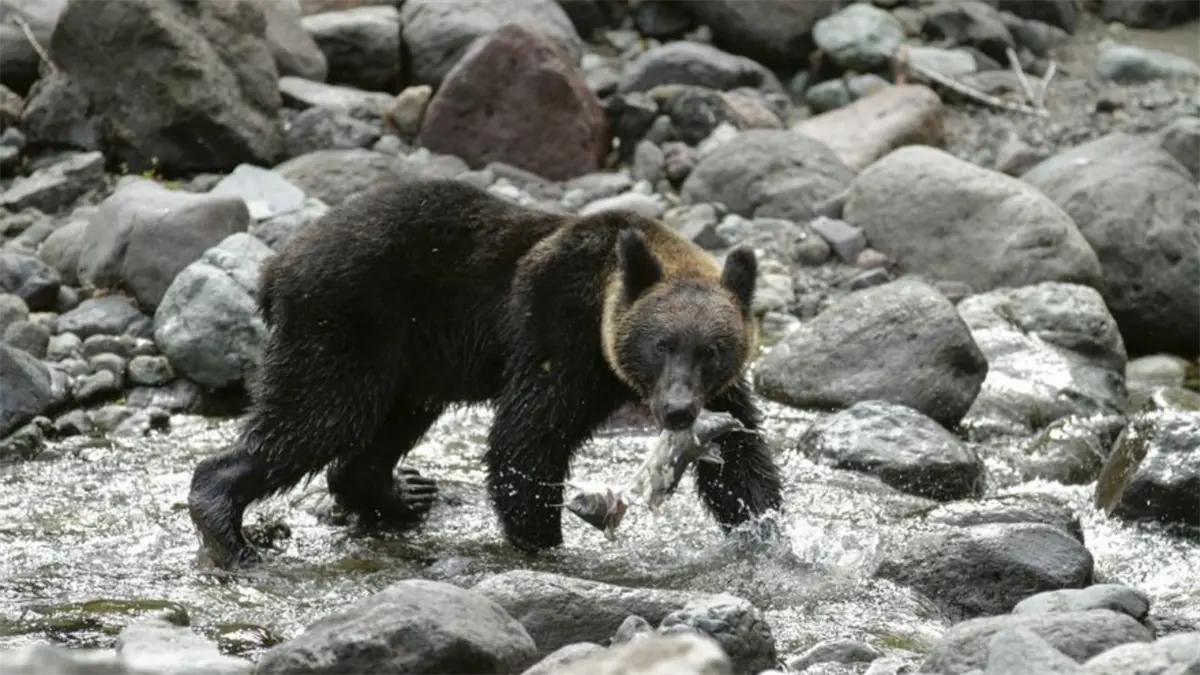 Japón permite a sus policías matar a osos con rifles con la entrada en vigor de normativa