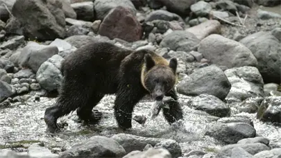 Jap&oacute;n permite a sus polic&iacute;as matar a osos con rifles con la entrada en vigor de normativa