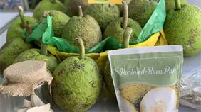 República Dominicana apuesta por el Buen Pan como fruta de exportación y motor agroindustrial