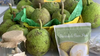 República Dominicana apuesta por el Buen Pan como fruta de exportación y motor agroindustrial