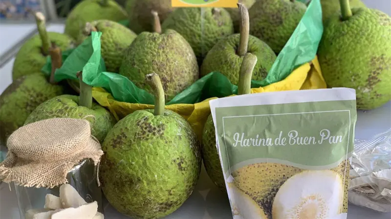 República Dominicana apuesta por el Buen Pan como fruta de exportación y motor agroindustrial