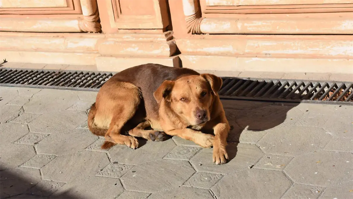 Denuncian envenenamiento de perros captado en cámaras y someterán a la justicia al responsable