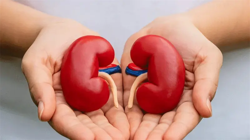 Mayo Clinic aclara 5 mitos comunes sobre la donación de riñón en vida