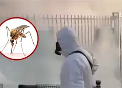 Plaga de mosquitos afecta barrios y dispara las alarmas por dengue