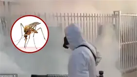 Plaga de mosquitos afecta barrios y dispara las alarmas por dengue