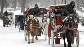 Nueva York tumba un proyecto de ley para vetar los carruajes con caballos