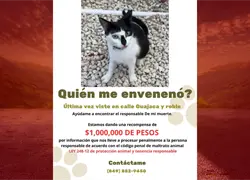 Recompensa de RD$1 millón para identificar al responsable del envenenamiento de una gatita en Punta Cana